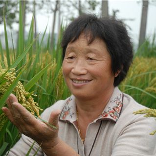 王桂凤：稻田里走出来的农民育种专家