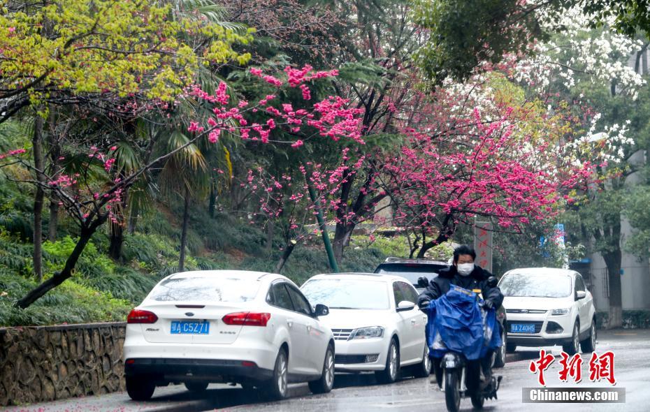 武汉大学早樱绽放
