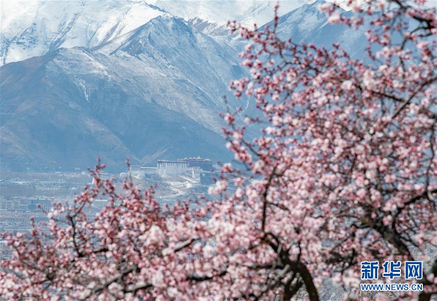 （春季美丽生态）（1）西藏：山寺桃花开