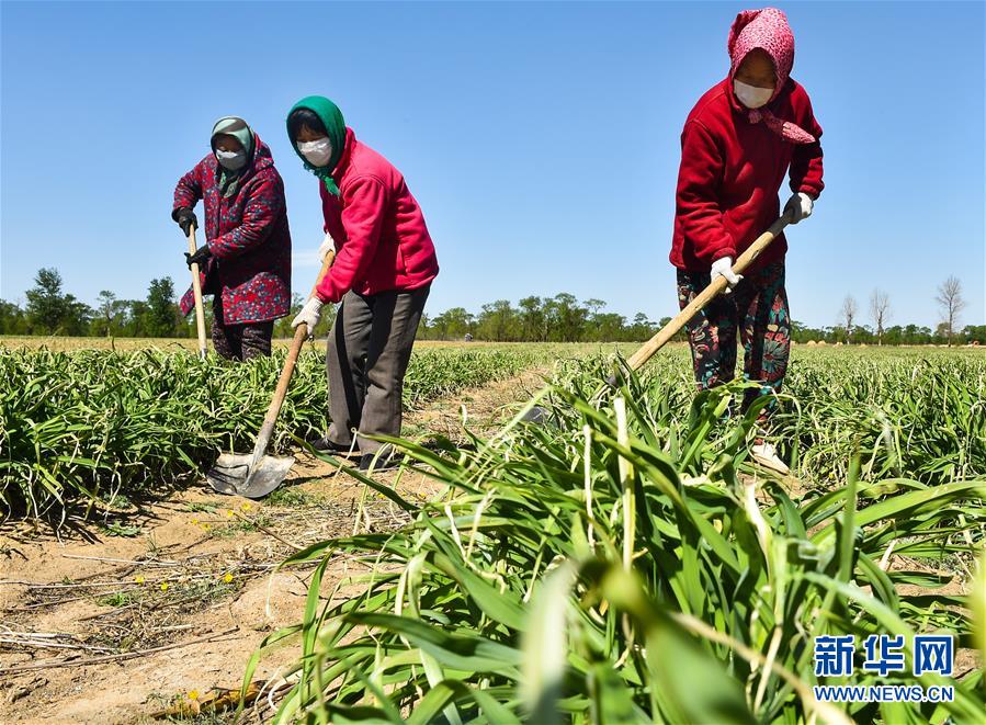 (Xinhua All Media Headline · Graphic Interaction) (1) In the early summer, visit the new business of industrial poverty alleviation with the footsteps of the General Secretary