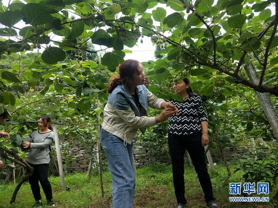 (Xinhua All Media Headline · Graphic Interaction) (10) In the early summer, visit the new business of industrial poverty alleviation with the footsteps of the General Secretary