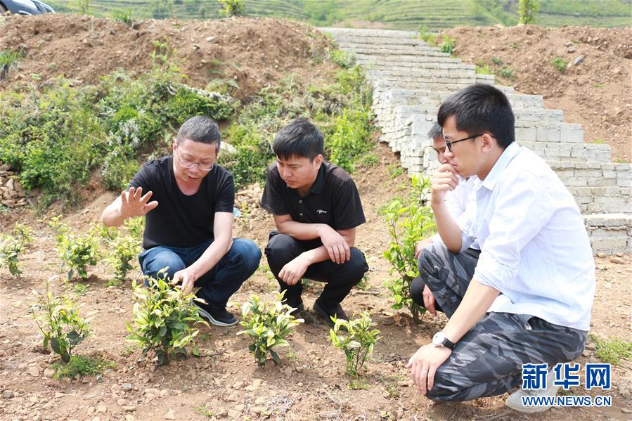 (Xinhua All Media Headline · Graphic Interaction) (12) In the early summer, visit the new business of poverty alleviation with the footsteps of the General Secretary