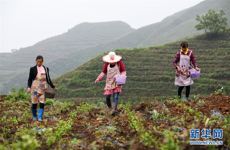 (Xinhua All Media Headline · Graphic Interaction) (11) In the early summer, visit the new business of industrial poverty alleviation with the footsteps of the General Secretary