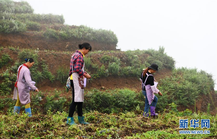 (Xinhua All Media Headline · Graphic Interaction) (13) In the early summer, visit the new business of poverty alleviation with the footsteps of the General Secretary