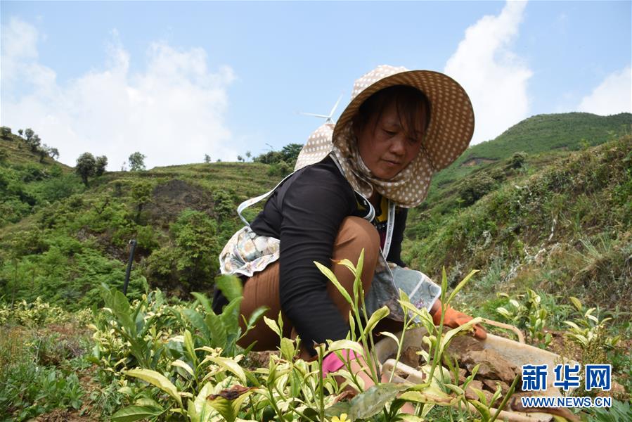 (Xinhua All Media Headline · Graphic Interaction) (14) In the early summer, visit the new business of industrial poverty alleviation with the footsteps of the General Secretary