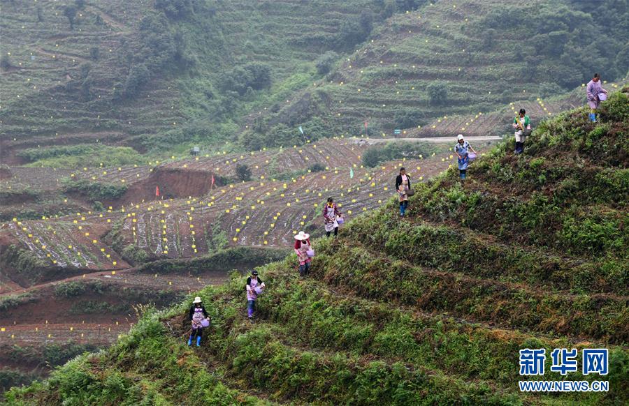 (Xinhua All Media Headline · Graphic Interaction) (15) In the early summer, visit the new business of industrial poverty alleviation with the footsteps of the General Secretary