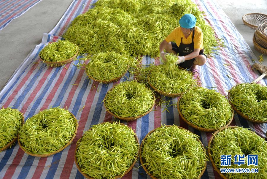 （脱贫攻坚）（4）湖南祁东：致富“黄花”分外香
