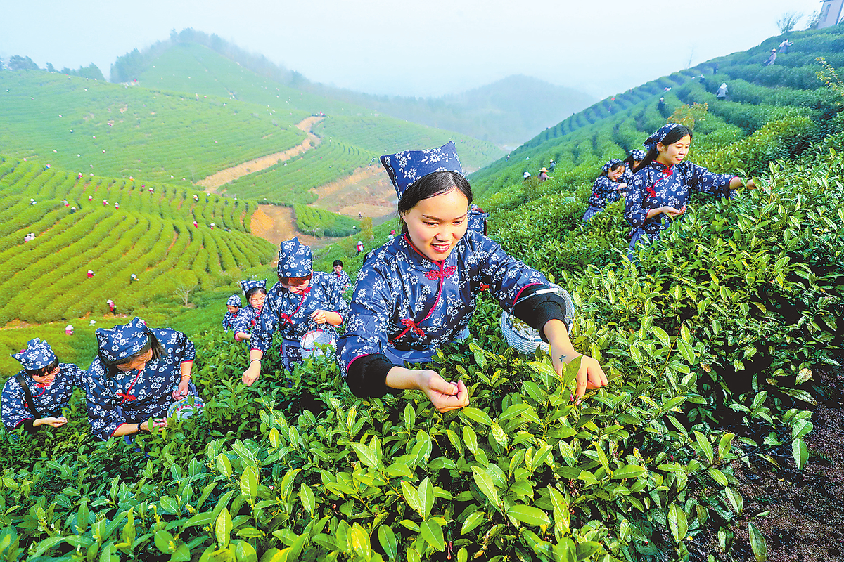 春光好 采茶忙