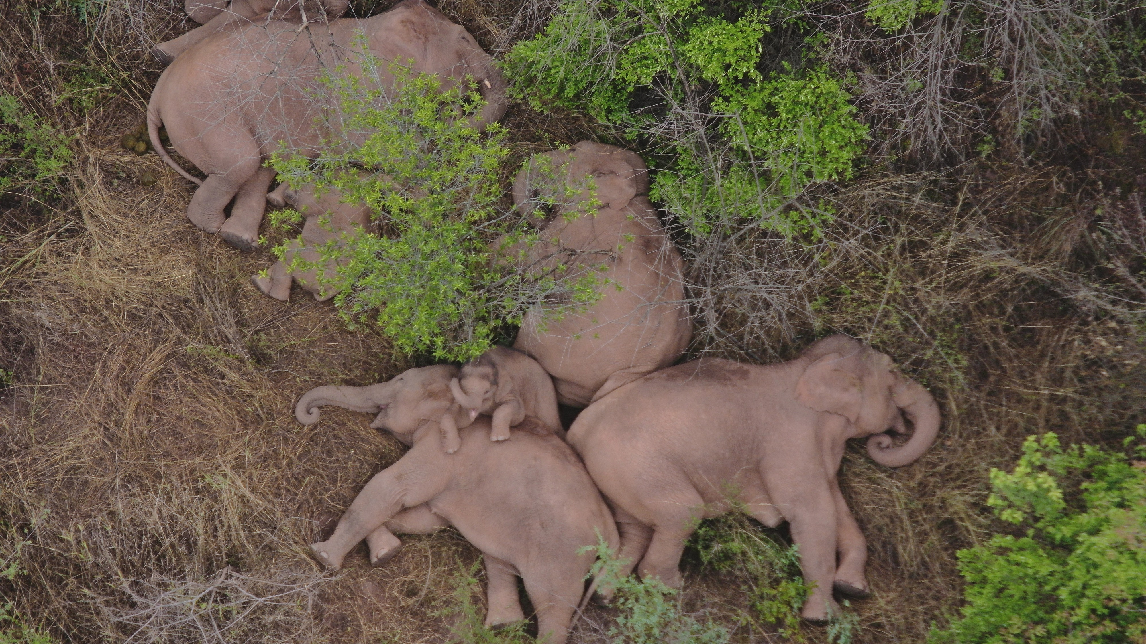 On June 7, 2021, aerial photography showed that the Asian elephant group was sleeping in the forestry in Xiyang Township, Jinning District, Jinning District, Kunming City, Yunnan Province.