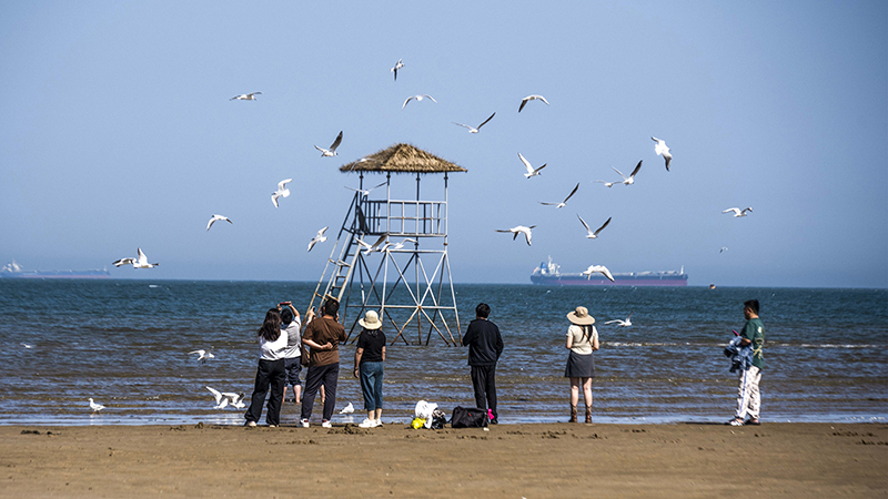 2024年5月12日，河北秦皇岛，北戴河鸽子窝公园成群海鸥在天空中自由翱翔，与大海、蓝天构成了一幅美丽的画卷。