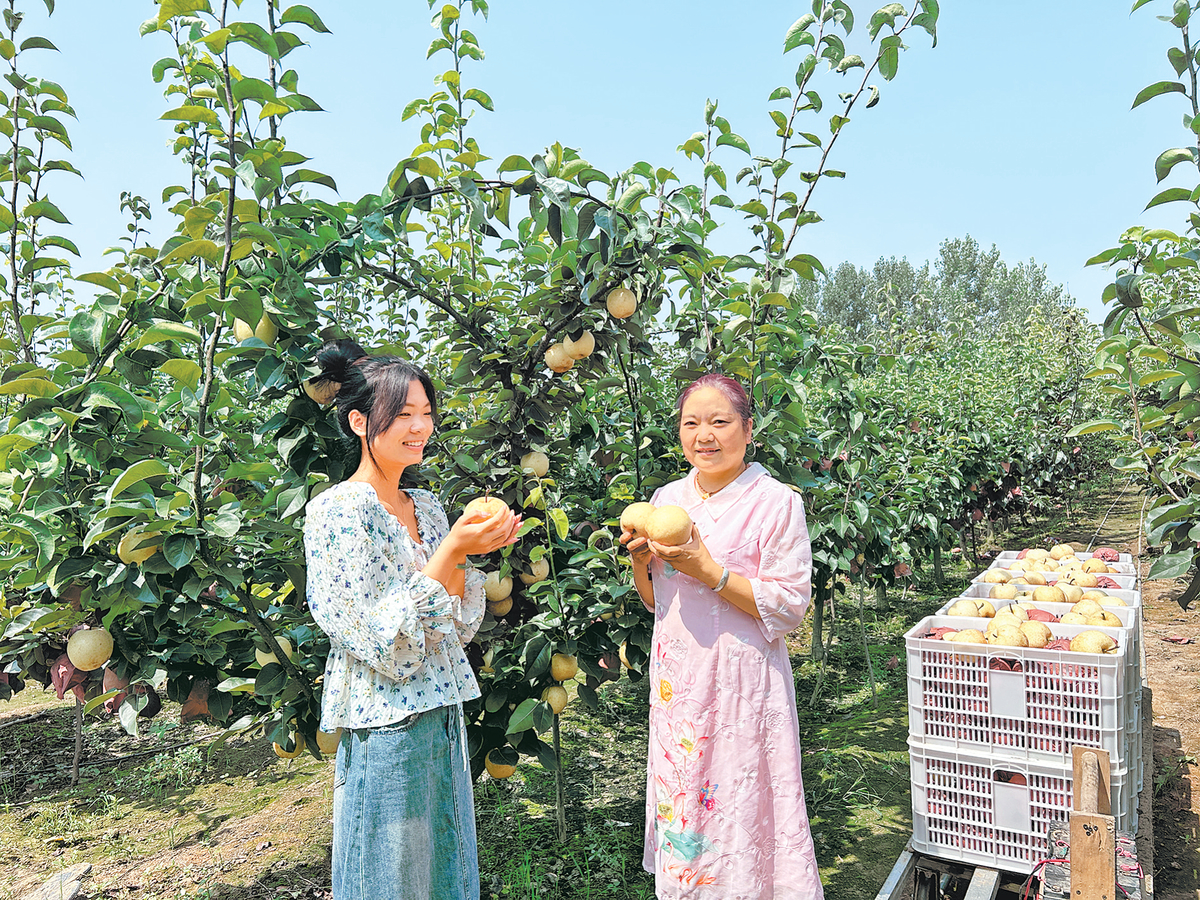 黄金梨丰收啦