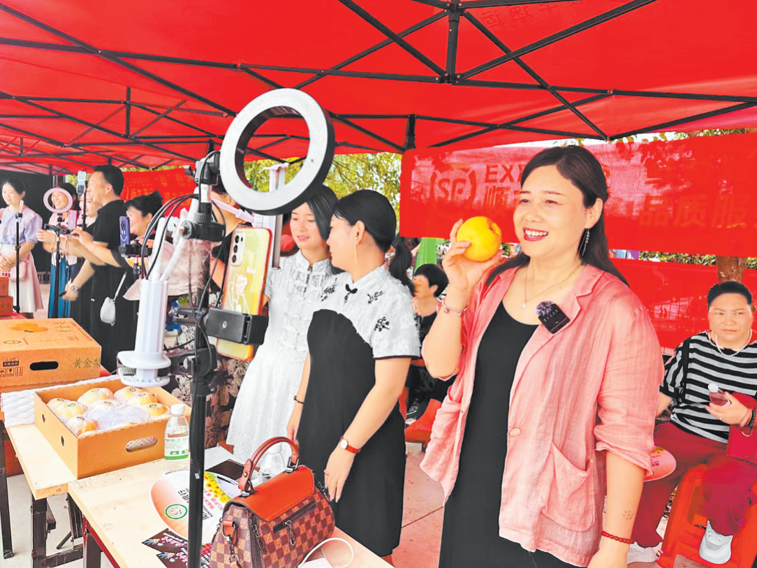 黄金梨丰收啦