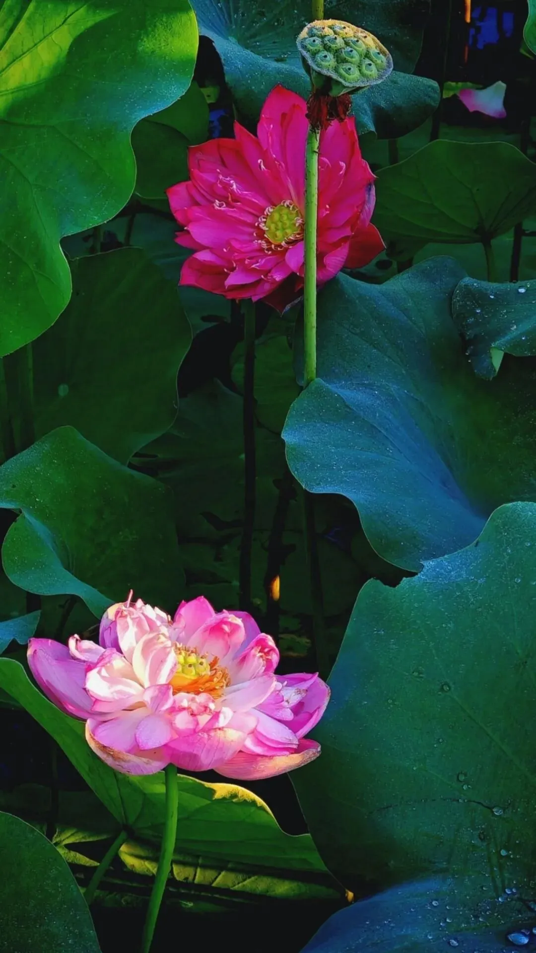 图片 1