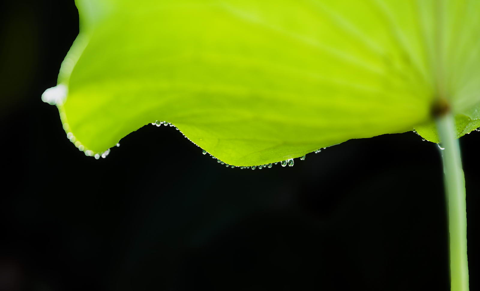DSC_6186