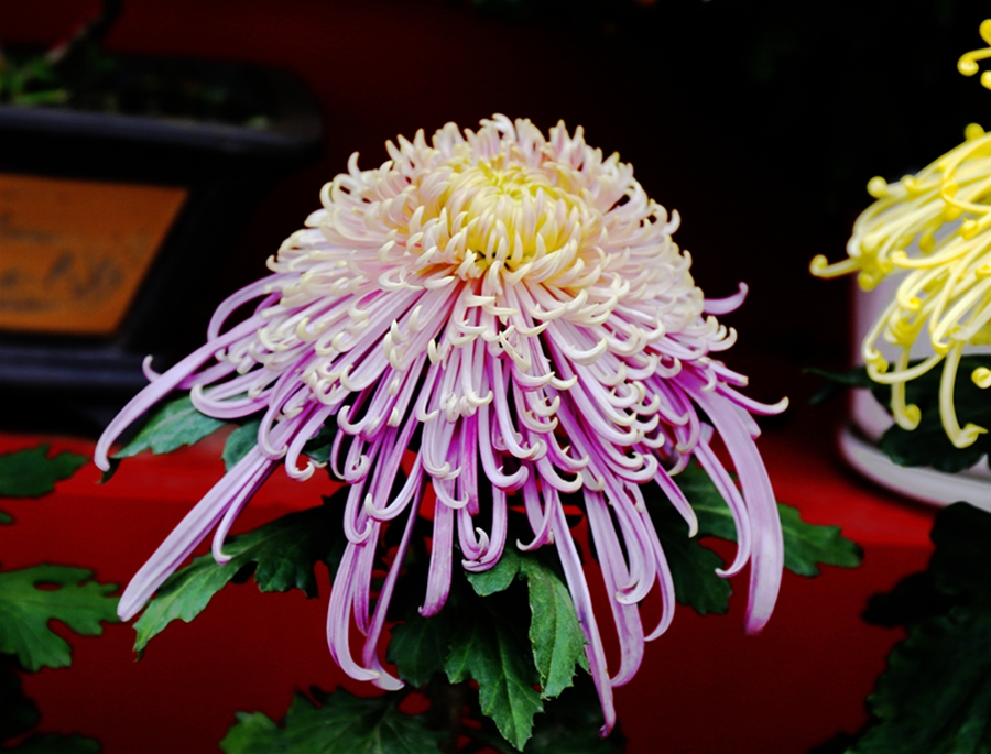 微信图片_20251031090640